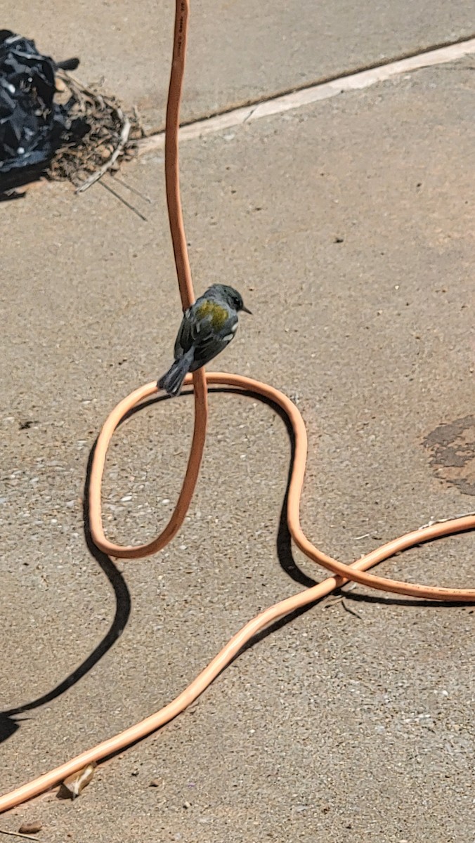 Northern Parula - Beverly Clevenger