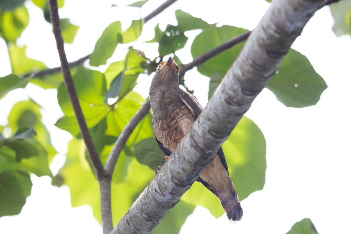 Roadside Hawk - ML616470582
