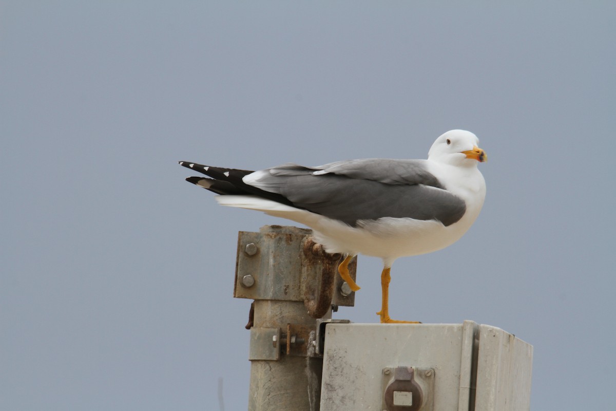 Armenian Gull - yuda siliki