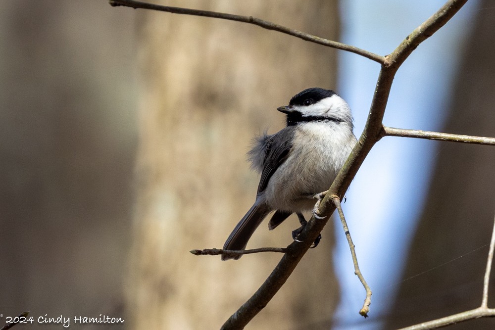 Carolina Chickadee - ML616470670