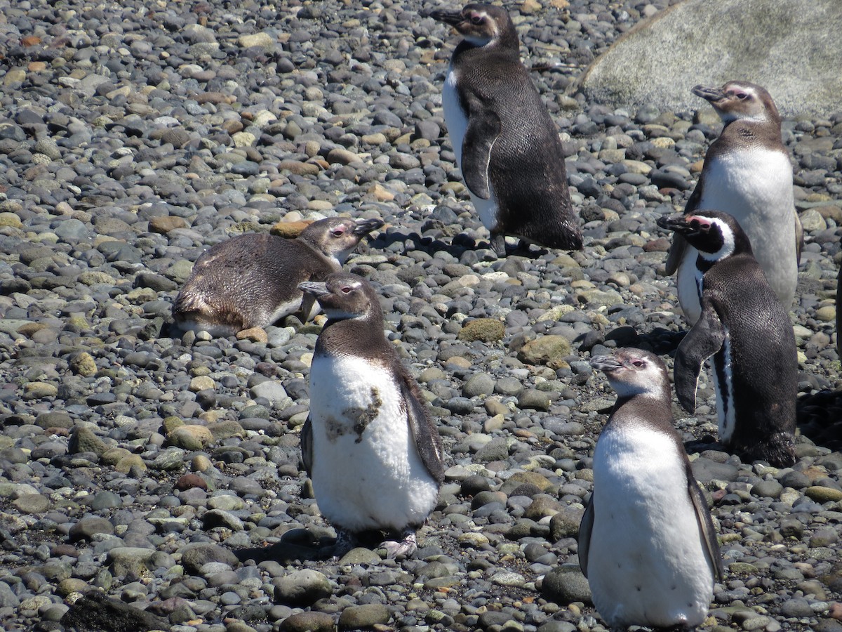 Magellanic Penguin - ML616470737