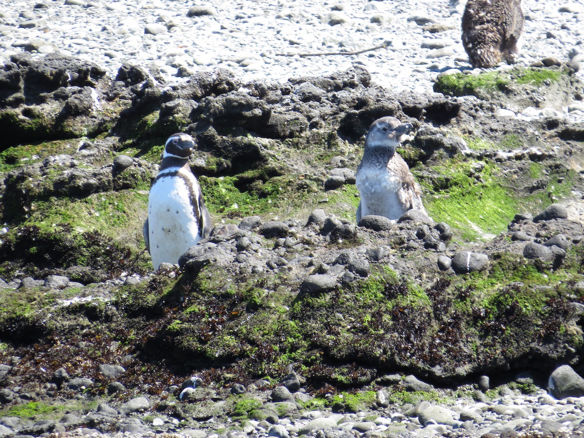 Magellanic Penguin - ML616470738