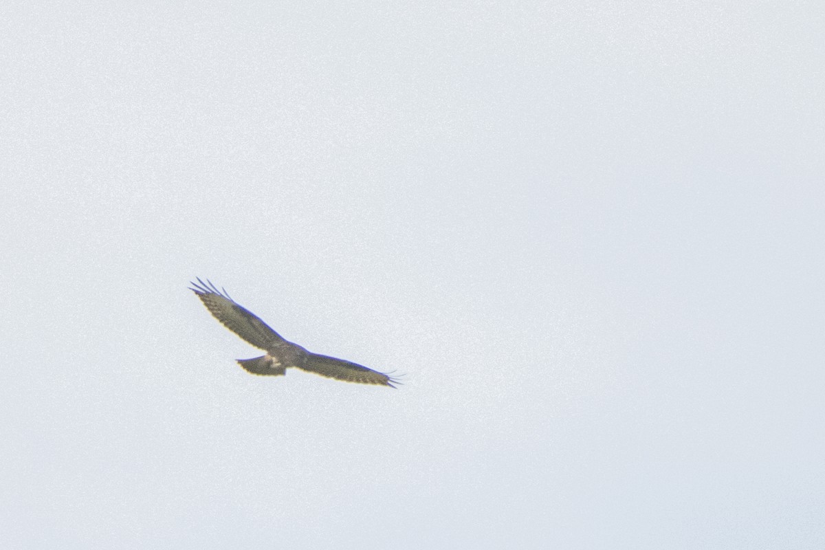 Common Buzzard - ML616470744
