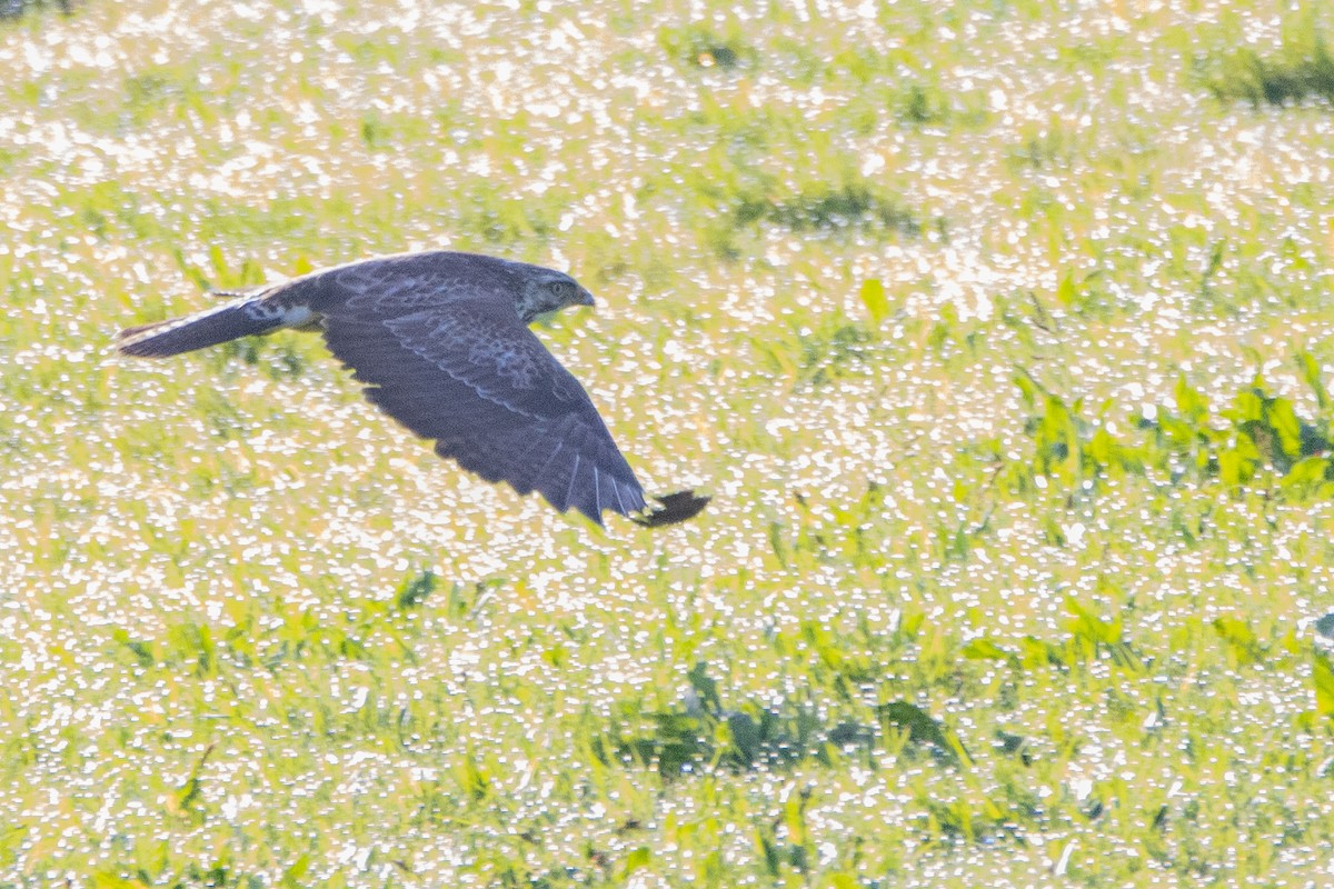 Common Buzzard - ML616470745