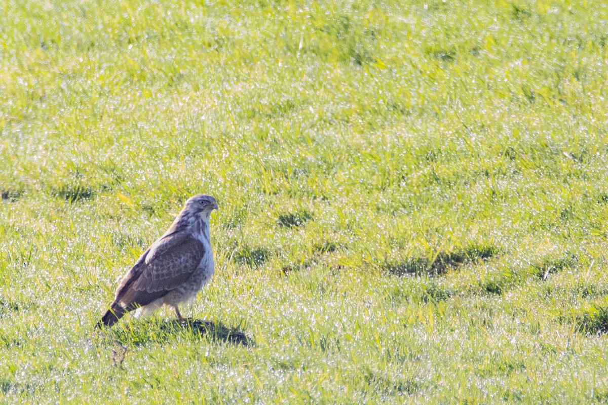Common Buzzard - ML616470748