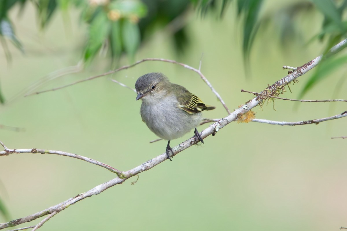 Mistletoe Tyrannulet - Sammy Cowell