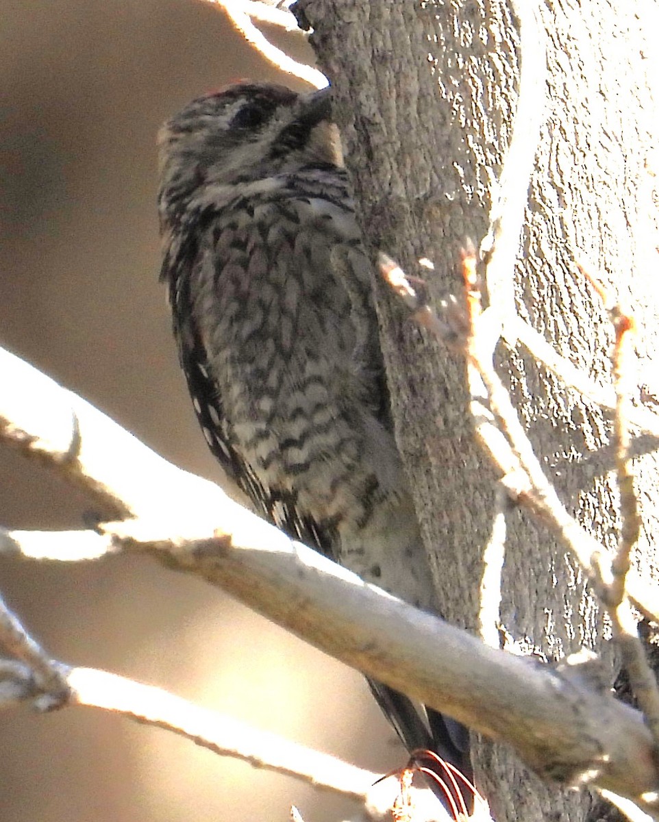 Yellow-bellied Sapsucker - ML616470776