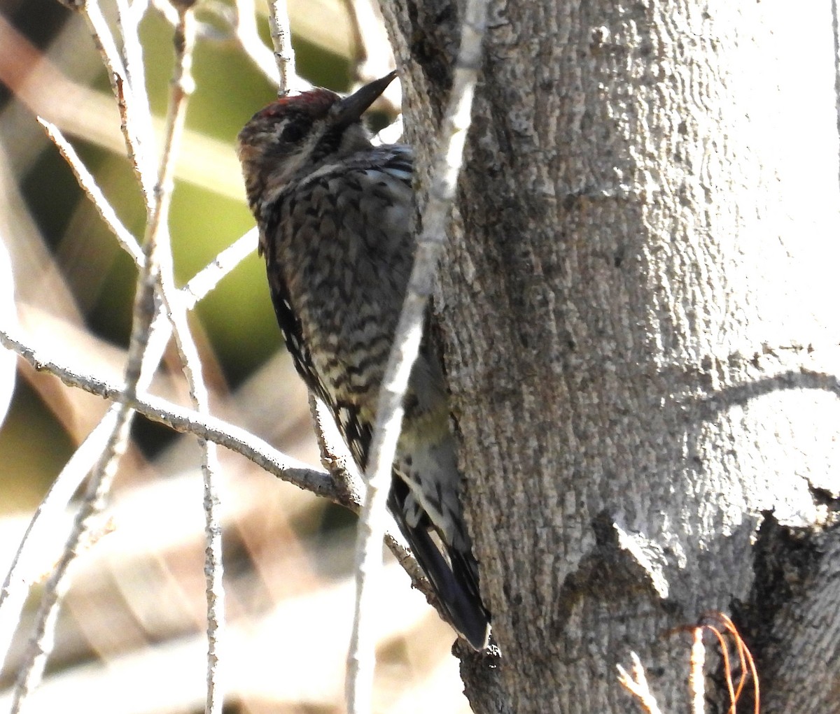 Yellow-bellied Sapsucker - ML616470778