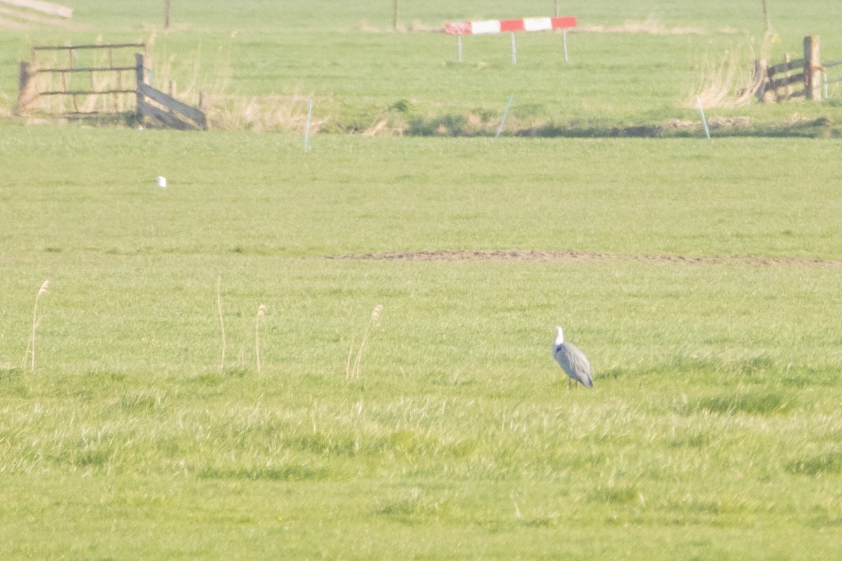 Gray Heron - ML616470780