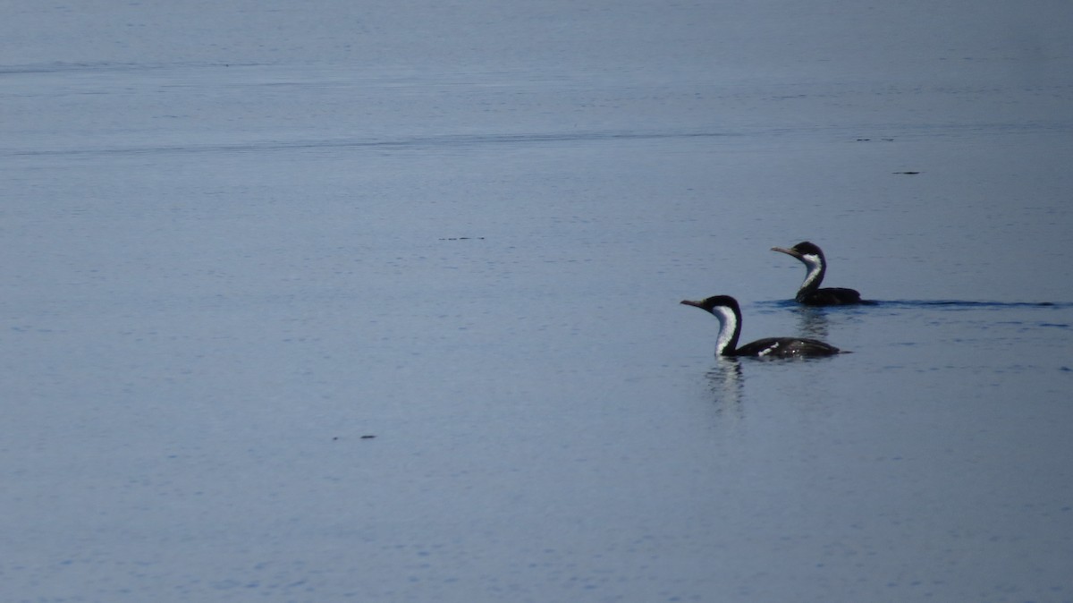 Imperial Cormorant (Imperial) - ML616470783