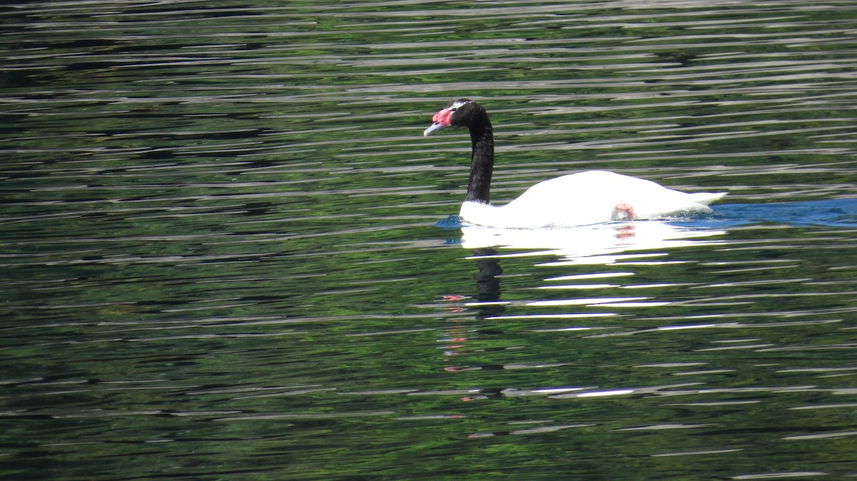 Black-necked Swan - ML616470795