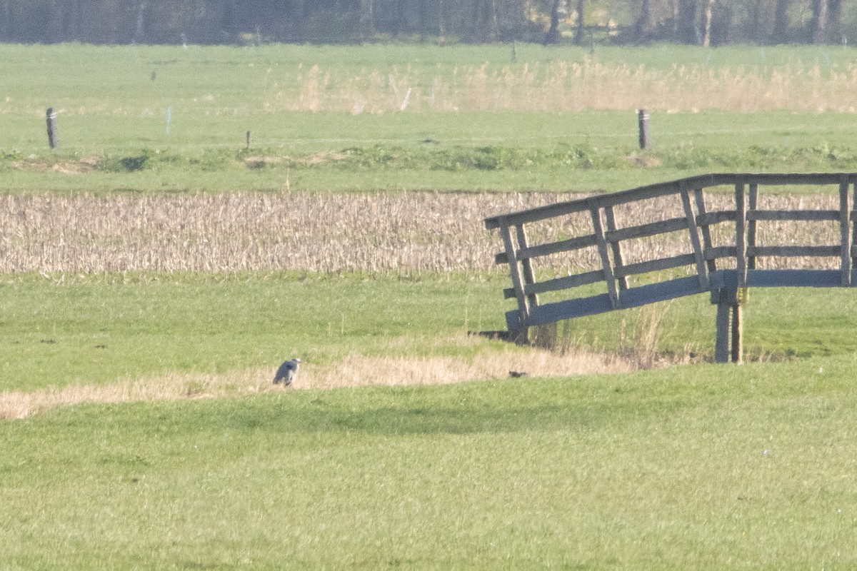 Gray Heron - ML616470816