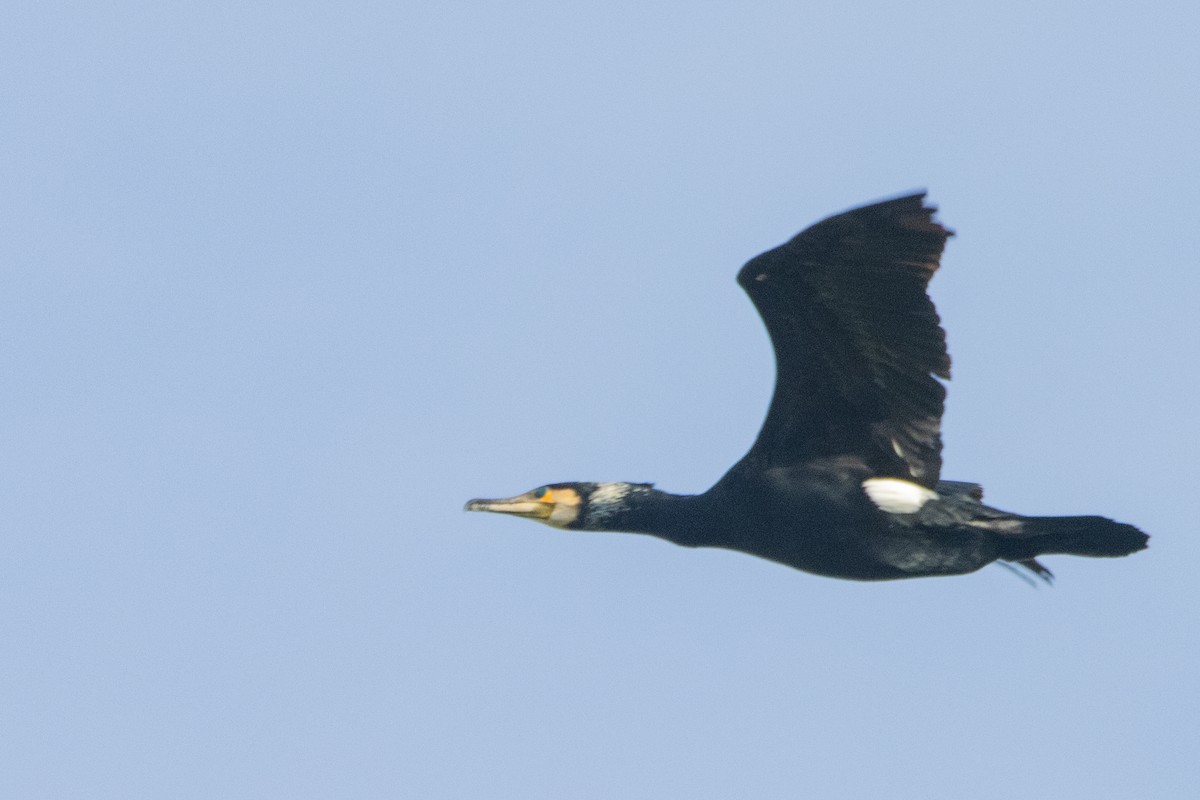 Great Cormorant - ML616470818