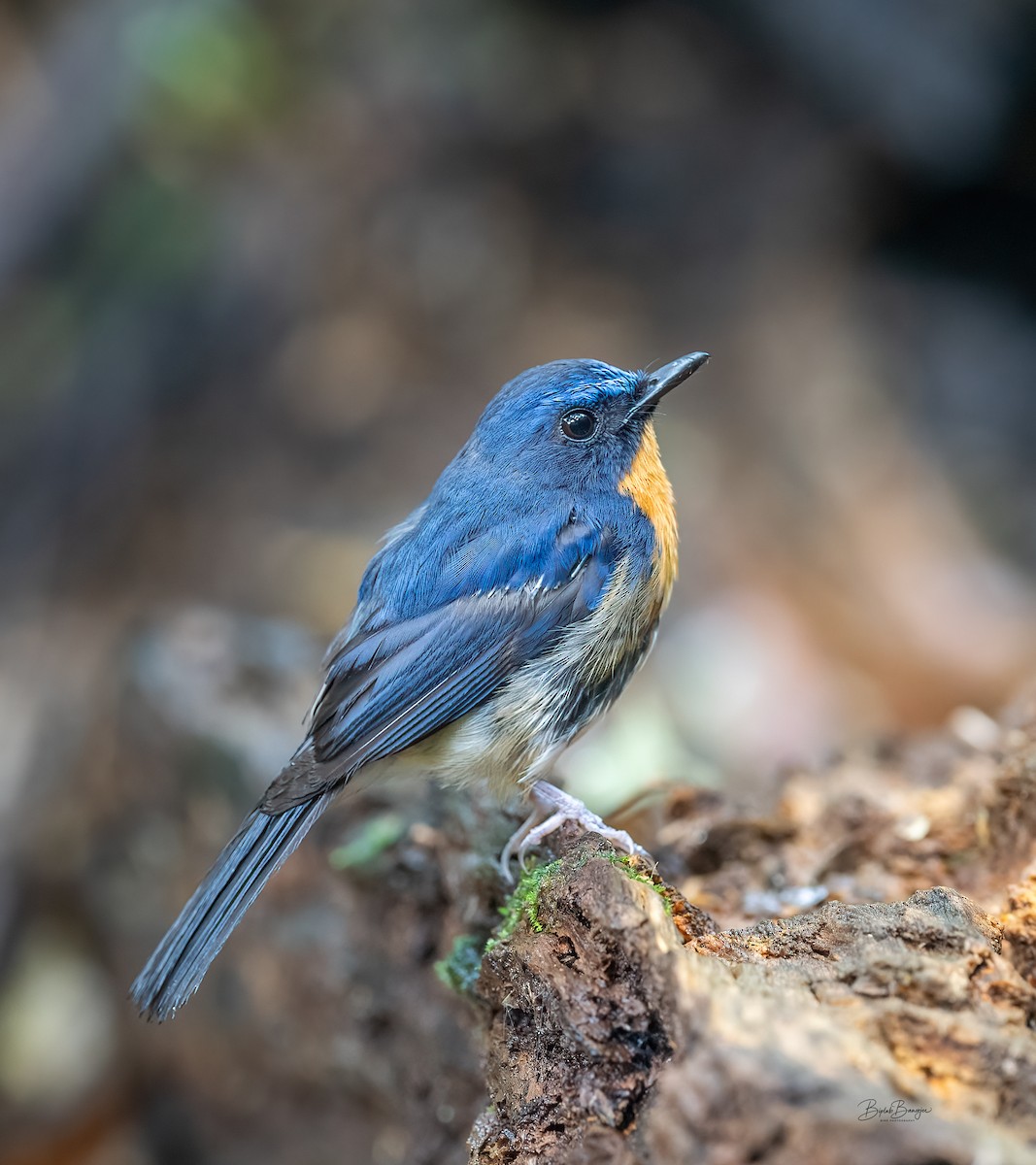 Hill Blue Flycatcher - ML616470829