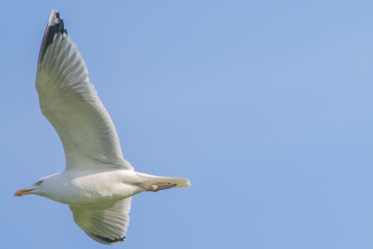 European Herring Gull - ML616470830
