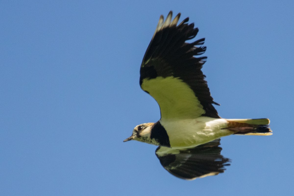 Northern Lapwing - ML616470837