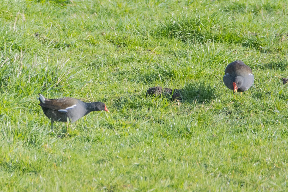 Eurasian Moorhen - ML616470868
