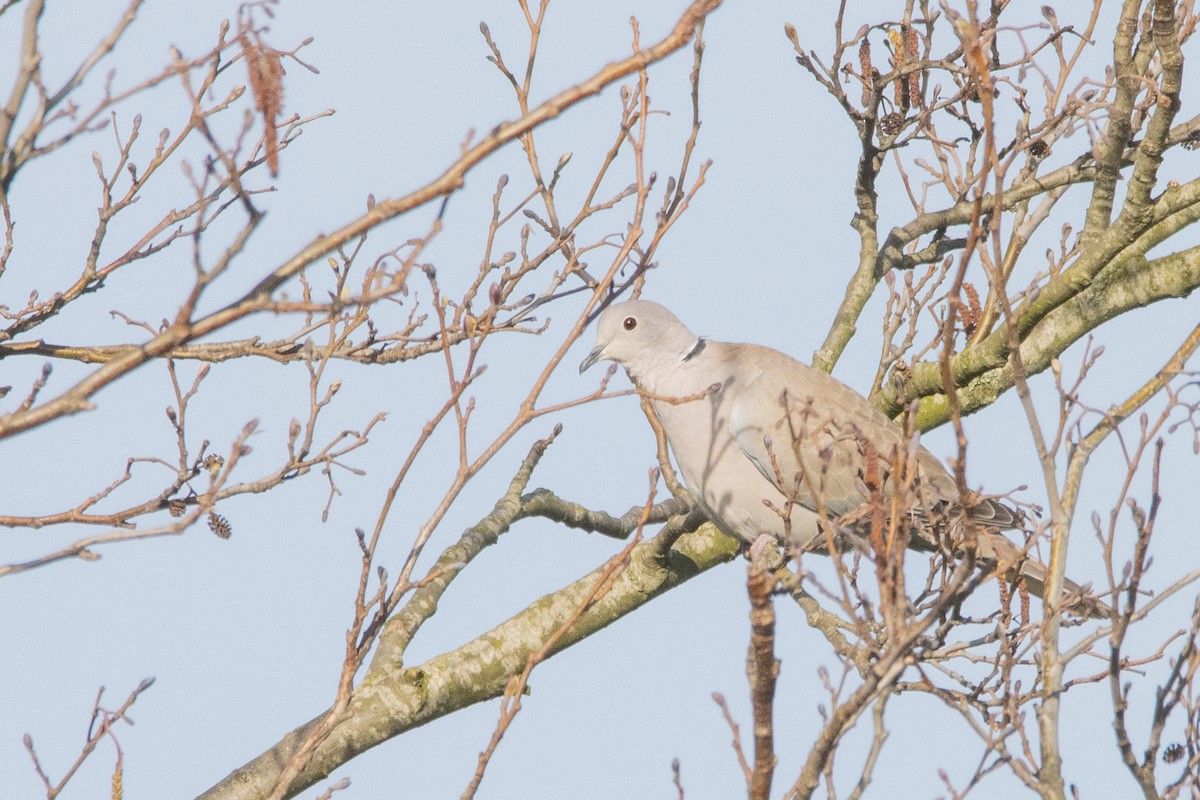 Eurasian Collared-Dove - ML616470880