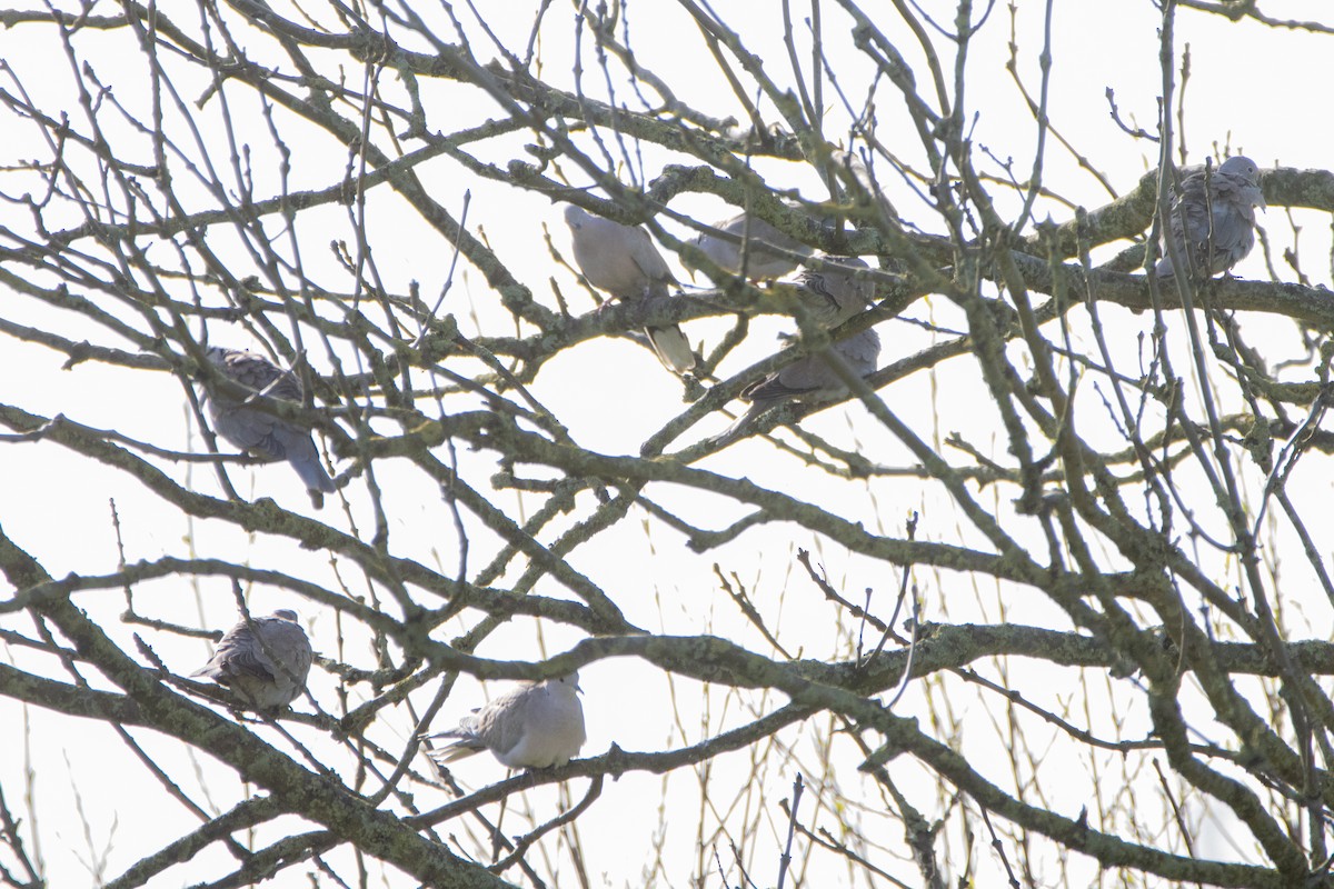 Eurasian Collared-Dove - ML616470881