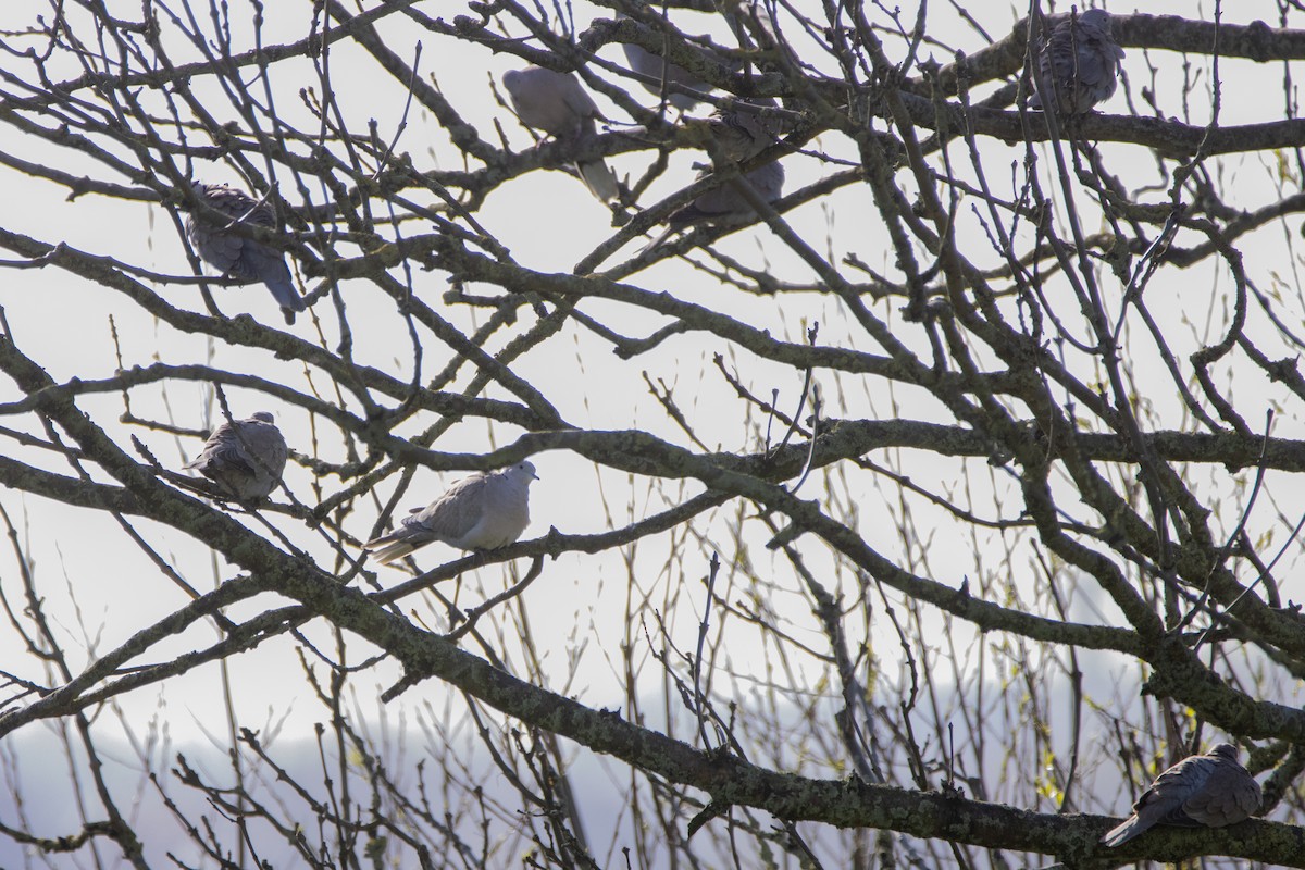 Eurasian Collared-Dove - ML616470882