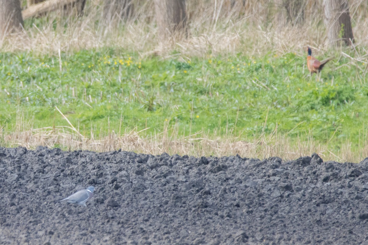 Common Wood-Pigeon - ML616470887