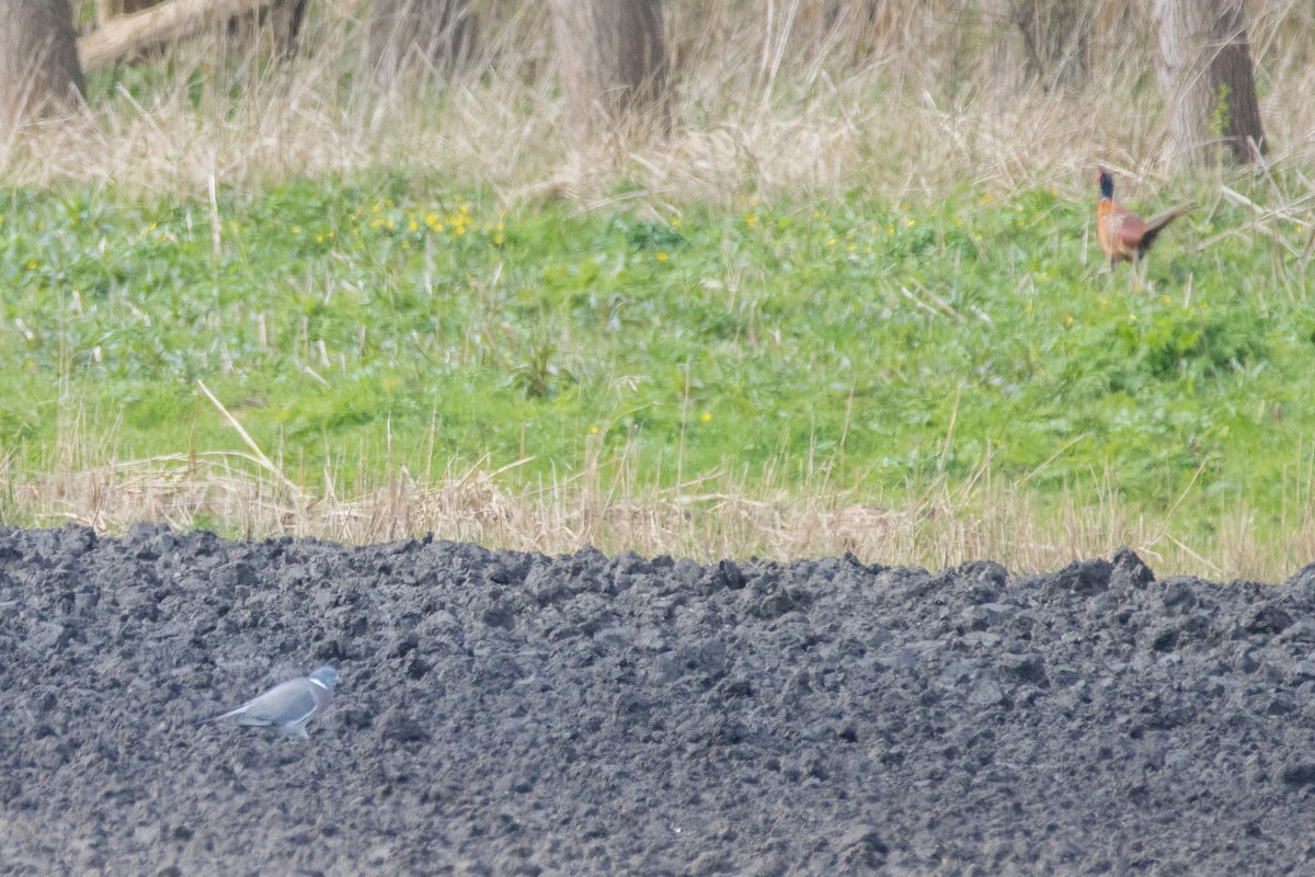 Ring-necked Pheasant - ML616470891