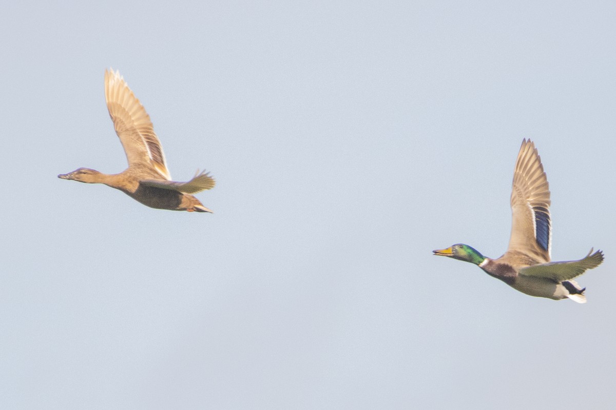 Mallard - ML616470906