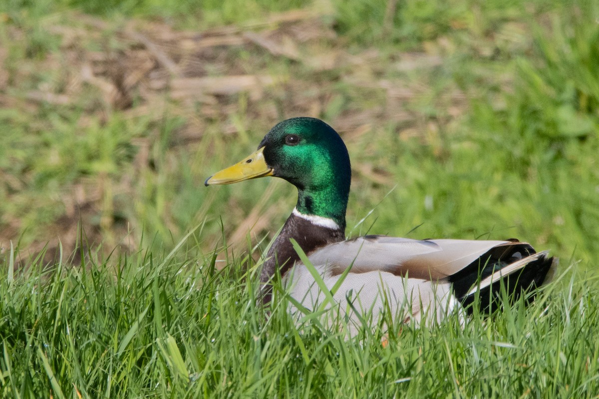Mallard - ML616470907