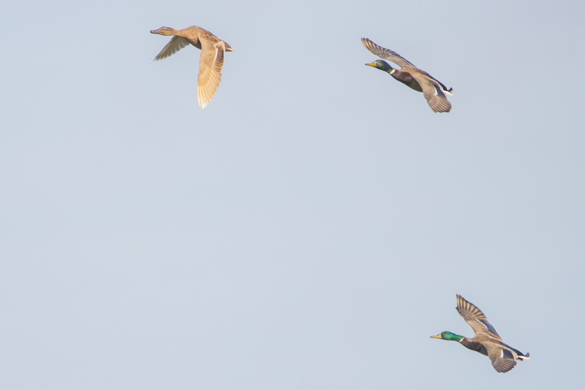 Mallard - ML616470908