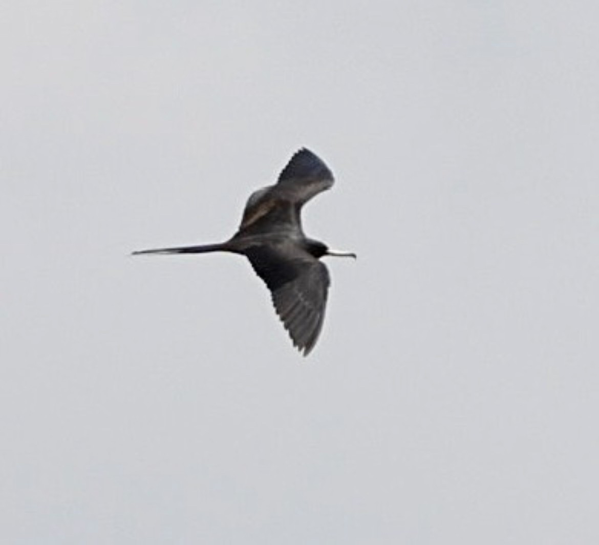 Magnificent Frigatebird - Jean Hampson