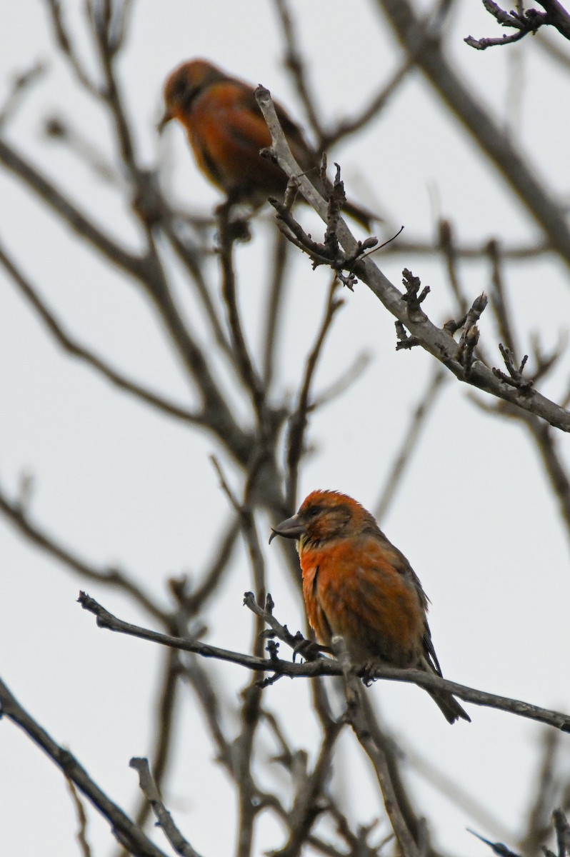 Red Crossbill - ML616470918