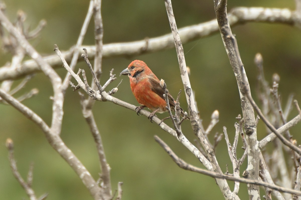 Red Crossbill - ML616470919