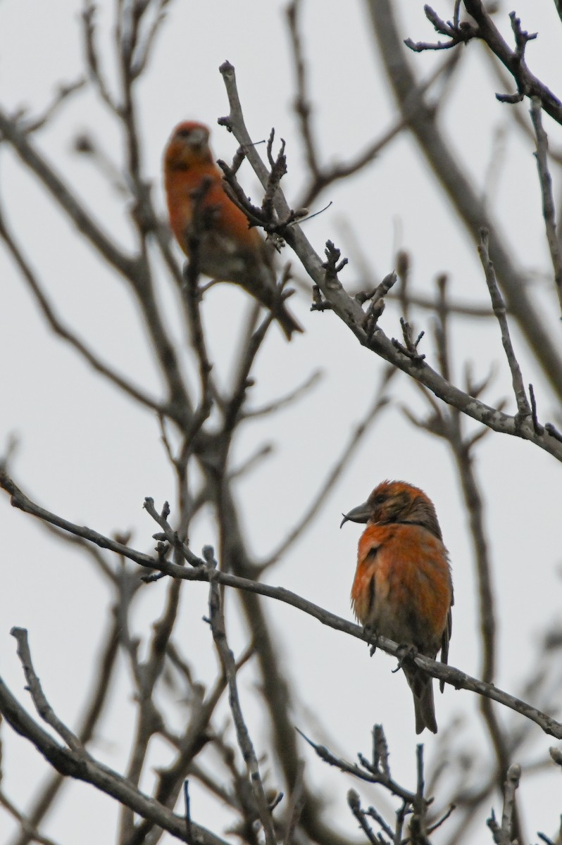 Red Crossbill - ML616470920