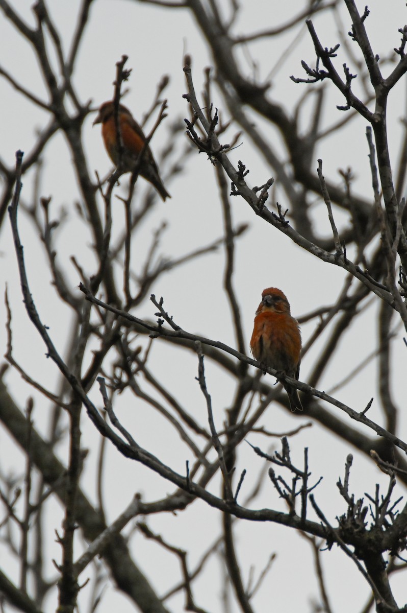 Red Crossbill - ML616470921