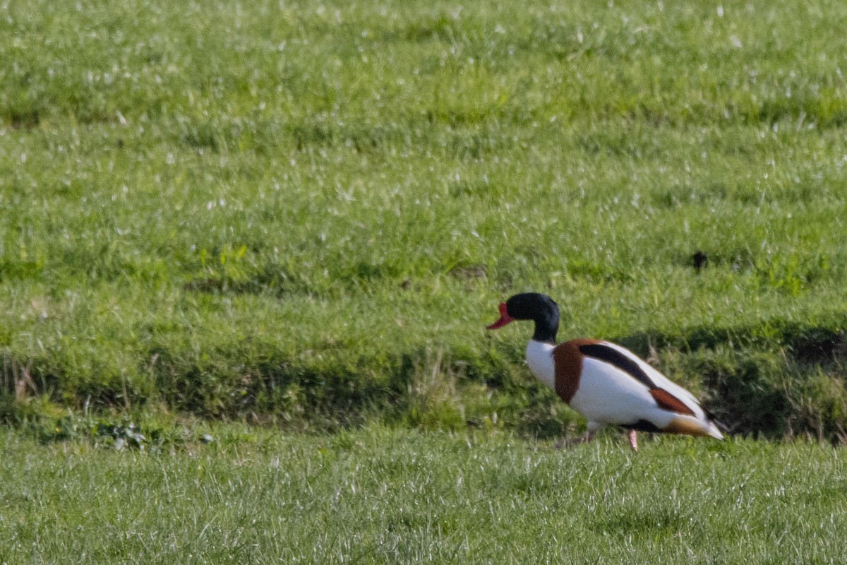 Common Shelduck - ML616470923