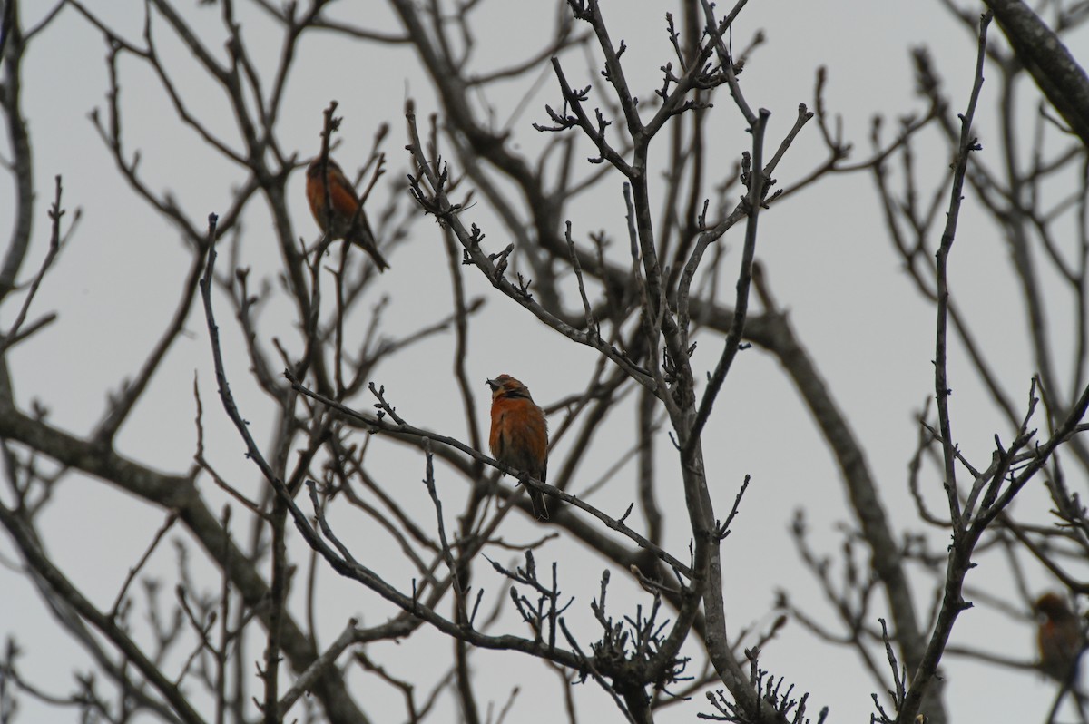 Red Crossbill - ML616470924