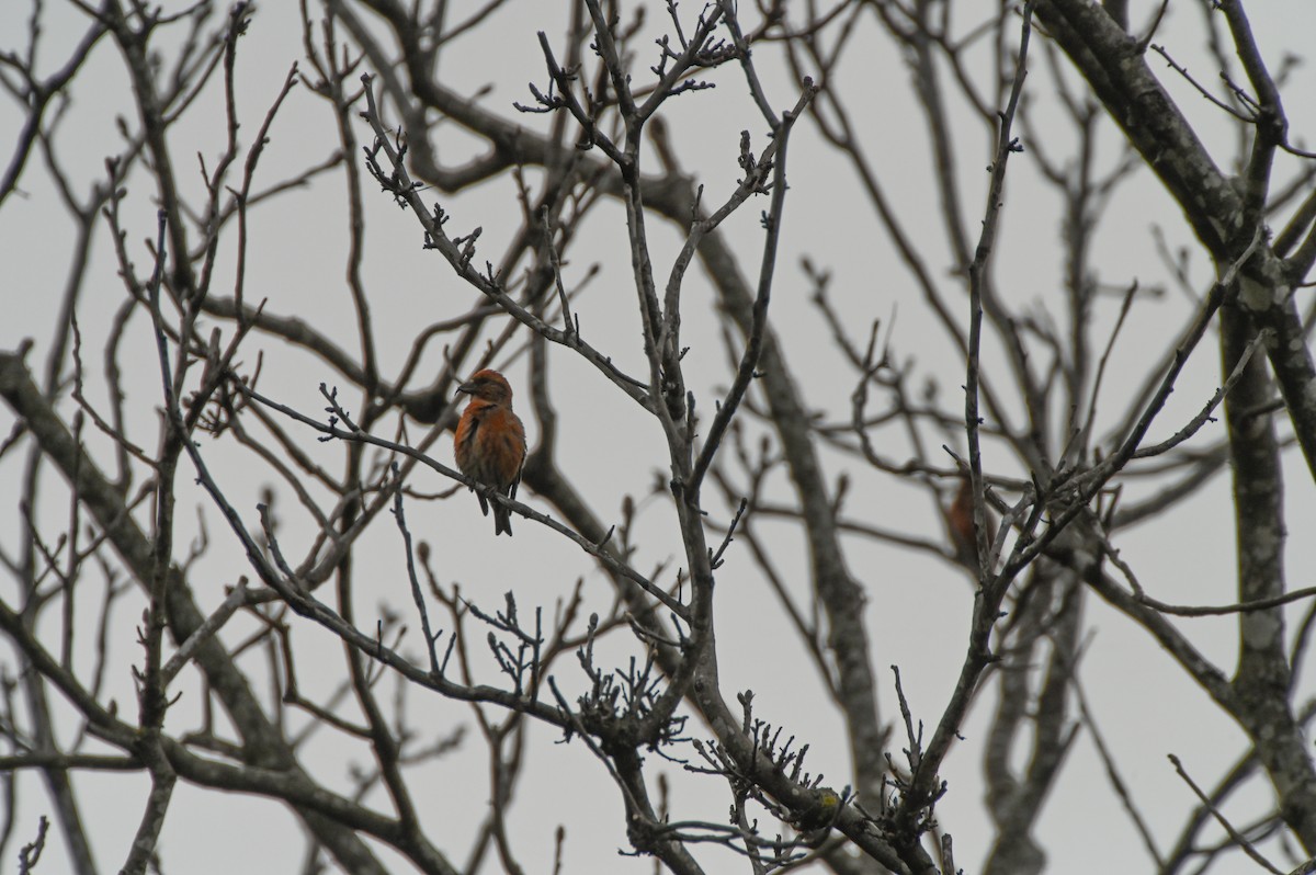 Red Crossbill - Daniel Denman