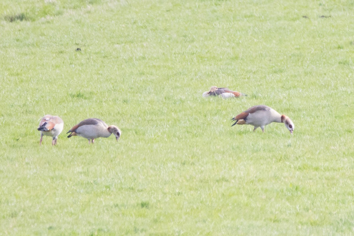 Egyptian Goose - ML616470929