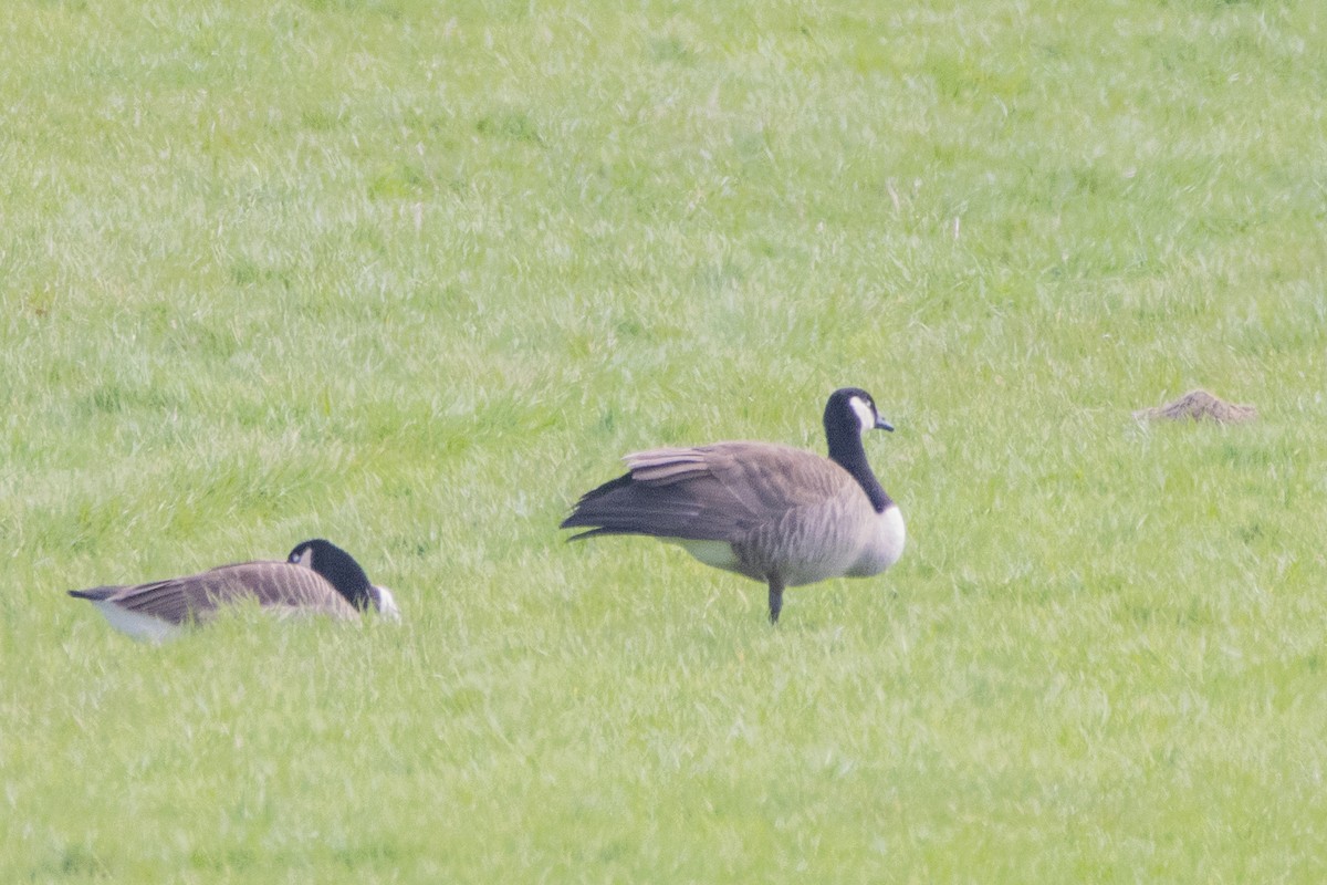 Canada Goose - ML616470943