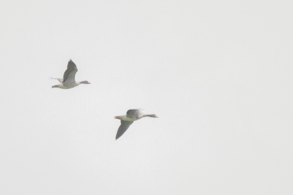 Graylag Goose - ML616470954