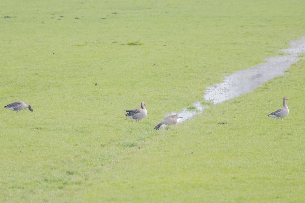 Graylag Goose - ML616470955