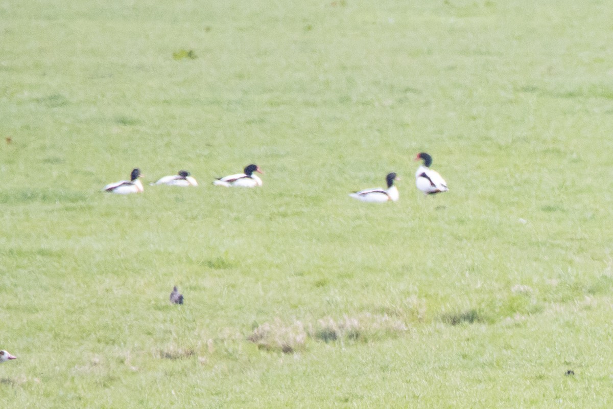 Common Shelduck - ML616470957