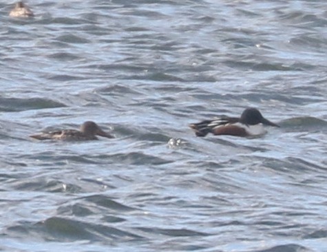 Northern Shoveler - ML616471045