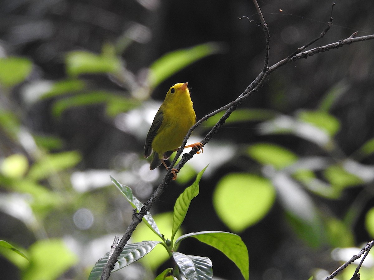 Wilson's Warbler - ML616471101