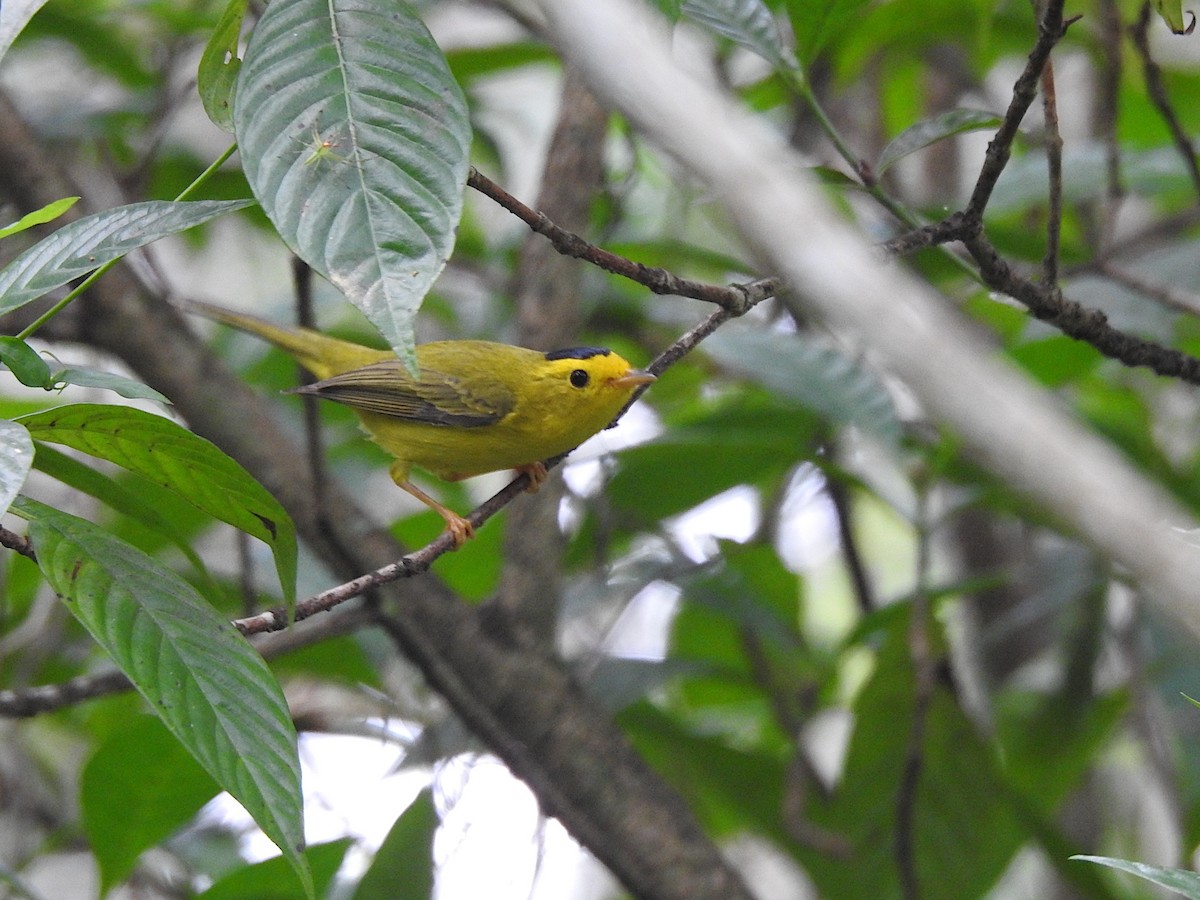 Wilson's Warbler - ML616471106