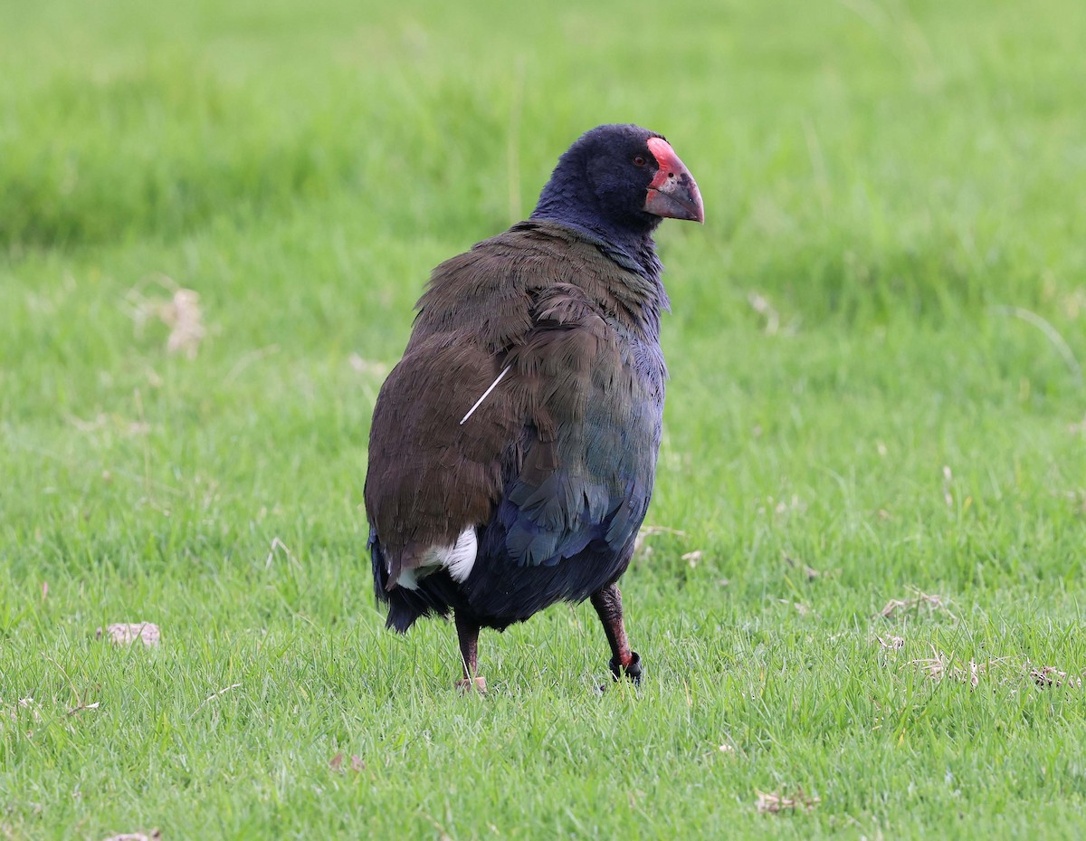 Calamón Takahe - ML616471117