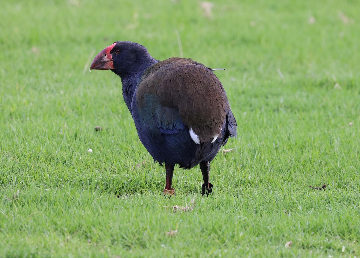 South Island Takahe - Ashley Banwell