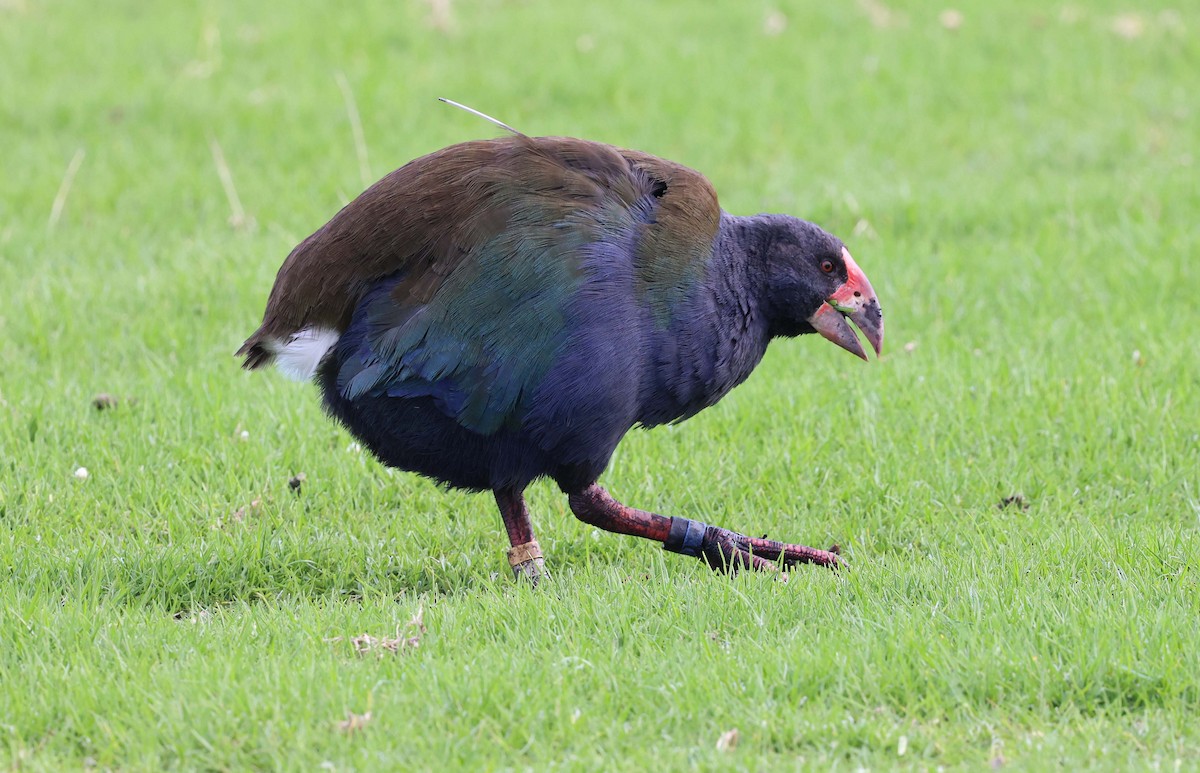 South Island Takahe - Ashley Banwell