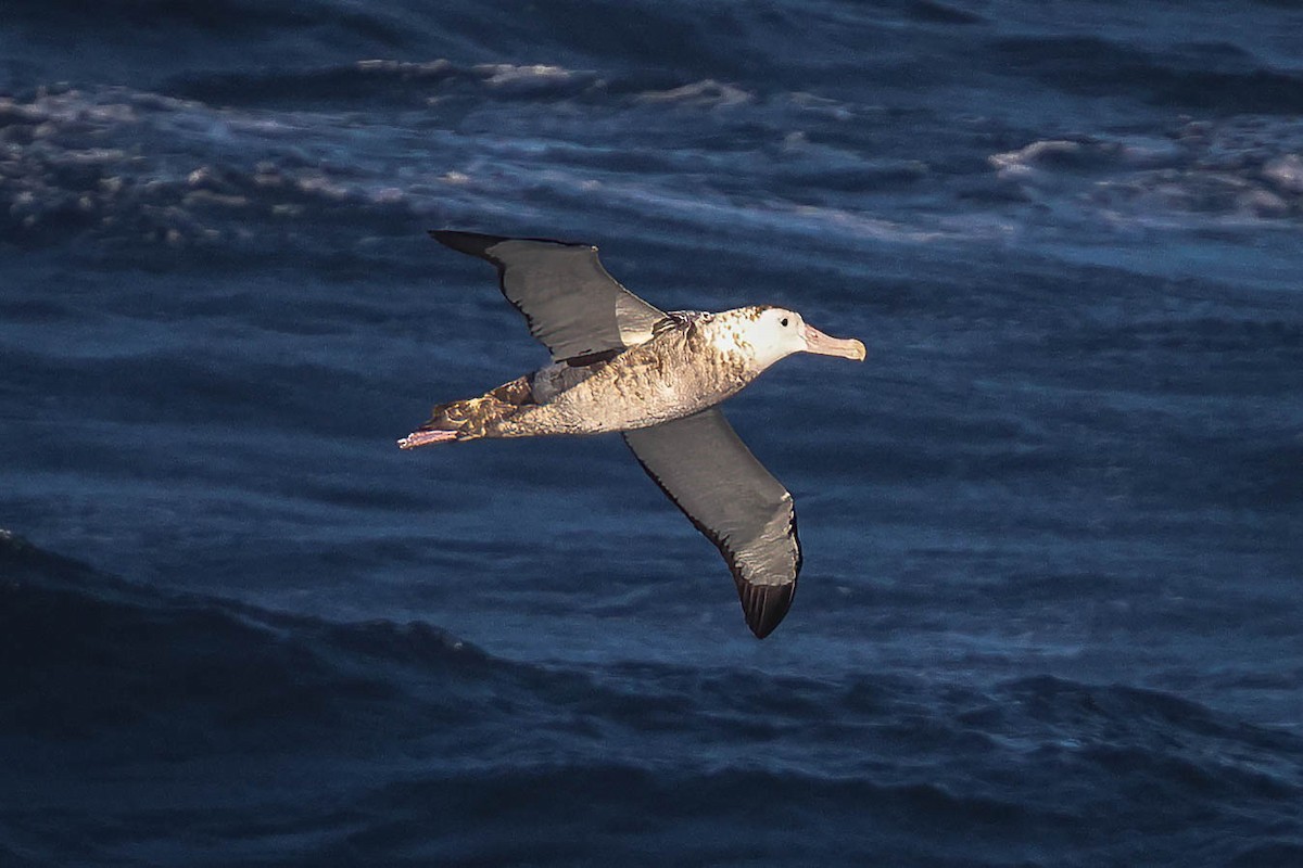 Antipodean Albatross - Skip Russell