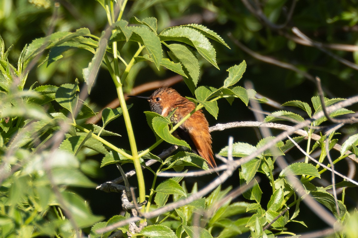 Rufous Hummingbird - ML616471142
